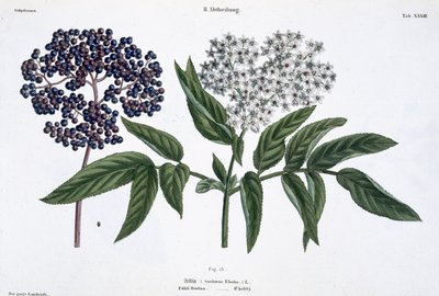 Elder, fig. 13 from 